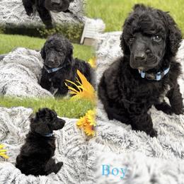 Boy THREE - Black male Poodle puppy in Detroit, Michigan from QaeQaePups LLC