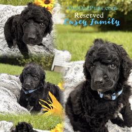 Boy THREE - Black male Poodle puppy in Detroit, Michigan from QaeQaePups LLC
