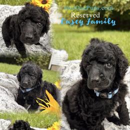 Boy THREE - Black male Poodle puppy in Detroit, Michigan from QaeQaePups LLC