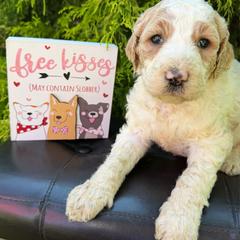 Matilda - Parti female Labradoodle puppy in English, Indiana from Doodle Darlings