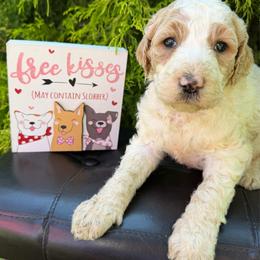 Matilda - Parti female Labradoodle puppy in English, Indiana from Doodle Darlings