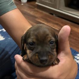 Boy 1 - Sable male Dachshund puppy in Mobile, Alabama from Lady and the Tramp Dachshunds