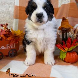 Monarch - Black tri-color male Australian Shepherd puppy in Jonesborough, Tennessee from Lotus Australian Shepherds