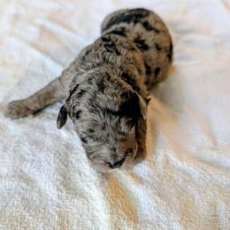 Yahtzee - Merle male Cavapoo puppy in Sparta, Missouri from Sis' Doodles & Poodles