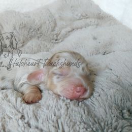 Dachshund Puppies from Haloheart Dachshunds