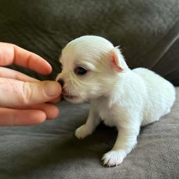 Puppy 3 - Cream and white male Chihuahua puppy in Springfield, Missouri from Casadelopez Tails