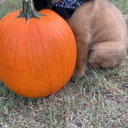Mastiff Puppies from Red River Mastiff