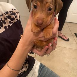 Dachshund Puppies from SouthernMama Doxies