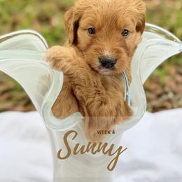 Goldendoodle Puppies from Ruby Pupper Doodles