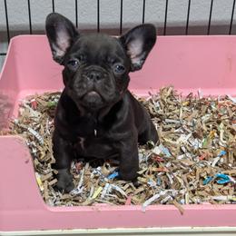 Girl 2 - Liver female French Bulldog puppy in Forney, Texas from Dallas Lonestar Bullies