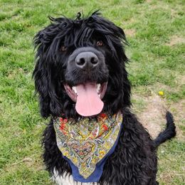 River - Portuguese Water Dog