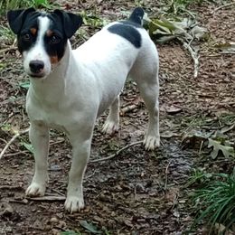 Billy - Jack Russell Terrier