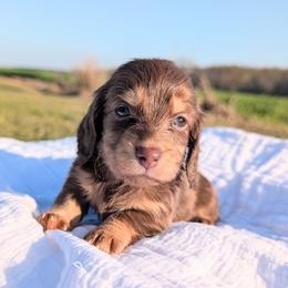 Pluto - Chocolate and cream male Dachshund puppy in Unadilla, Georgia from Hamsley's Puppy Palace