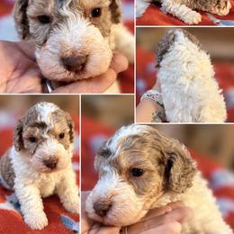 Yoshi - White male Poodle puppy in Athens, Tennessee from Paws & Kisses