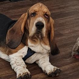Cash - Basset Hound