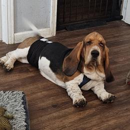 Cash - Basset Hound