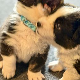 Cardigan Welsh Corgi Puppies from DnD Corgis