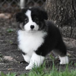Puddles - Black tri-color female Australian Shepherd puppy in Easton, Missouri from MMA Kennel