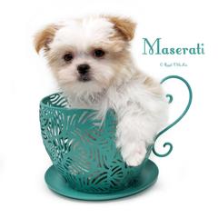 Maserati - Cream male Mi-Ki puppy in Elizabeth, Colorado from Royal T Mi-Kis