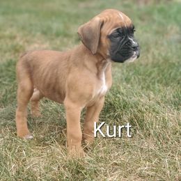 Kurt - Fawn male Boxer puppy in Newville, Pennsylvania from Zimmerman's Pets