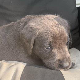 Orange- Charcoal - Charcoal male Dilute Retriever puppy in Marion, Illinois from Summer Lovin’ Labradors of Southern Illinois