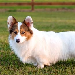 Pepper - Pembroke Welsh Corgi