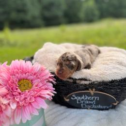 Bentley - Dapple male Dachshund puppy in Colbert, Georgia from Southern Drawl Dachshunds