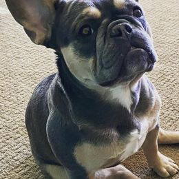 French Bulldogs from Charlotte McGhee's French Bulldogs