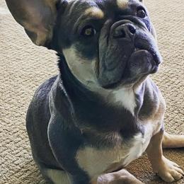 French Bulldogs from Charlotte McGhee's French Bulldogs