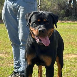 Boy 6 - Black and mahogany male Rottweiler puppy in Tallahassee, Florida from Patrick's Pups