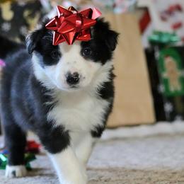 Victor - Black male Border Collie puppy in Richmond, Maine from Lil Maine Border Collies