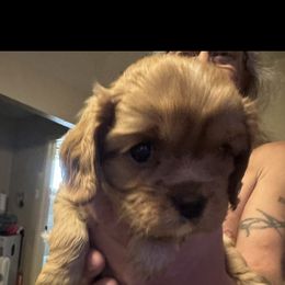 Cavalier King Charles Spaniel Puppies from AKC Cavalier King Charles spaniel Brenda’s puppies