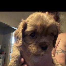 Cavalier King Charles Spaniel Puppies from AKC Cavalier King Charles spaniel Brenda’s puppies