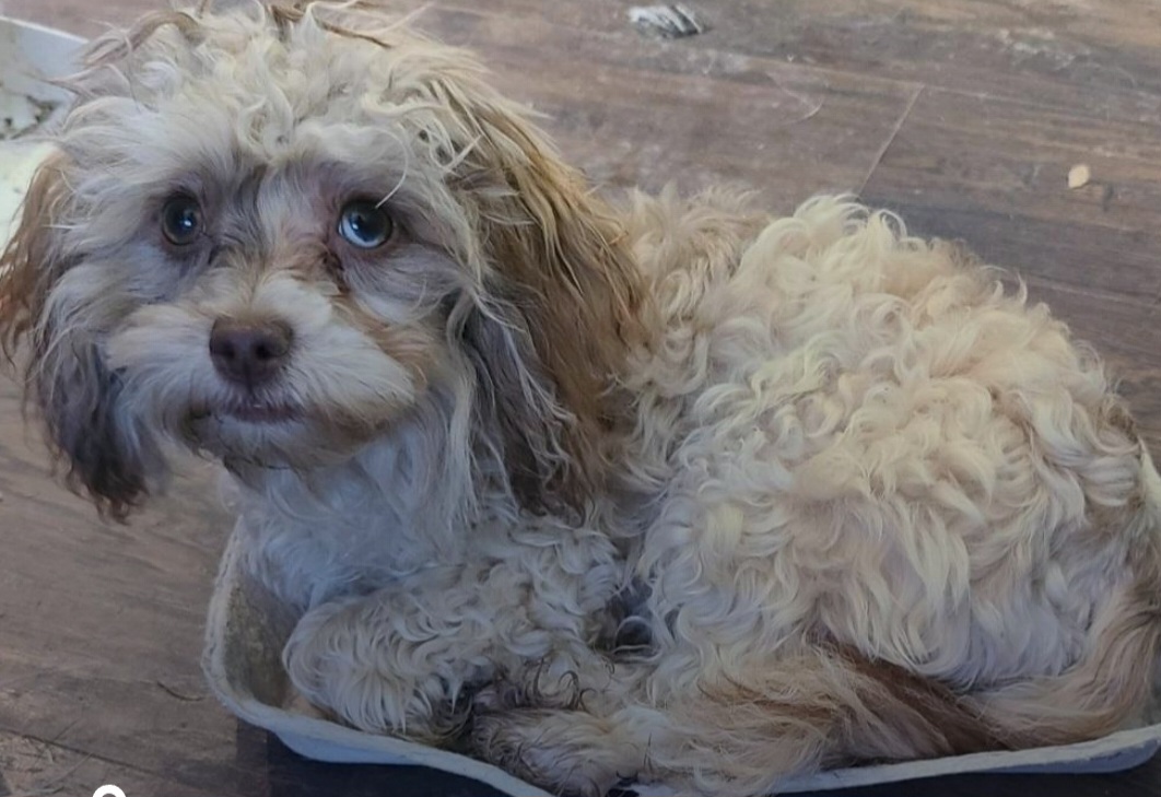 Cookie - Cockapoo