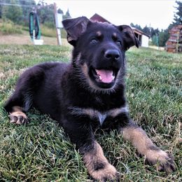 German Shepherd Puppies from Gnadehund German Shepherds