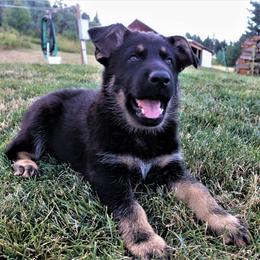 German Shepherd Puppies from Gnadehund German Shepherds
