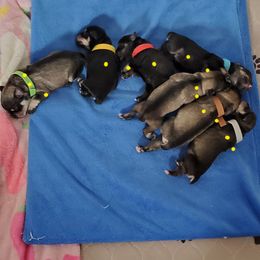 Miniature Schnauzer Puppies from Craft-ed Schnauzers