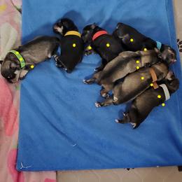 Miniature Schnauzer Puppies from Craft-ed Schnauzers
