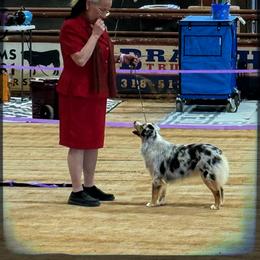 Miniature Australian Shepherd puppies from Double M Toy and Mini Aussies