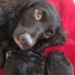 Boykin Spaniels from Wildbrier Boykin Spaniels