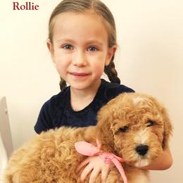 ROLLIE - male Cavapoochon puppy in Fredericksburg, Ohio from Timshell Farm Specialty Crossbreed Puppies