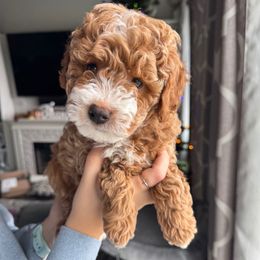Mr Light Blue - Apricot male Goldendoodle puppy in Lowville, New York from Valley View Doodles