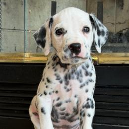 Male 5 - White and black male Dalmatian puppy in Lake Mathews, California from Bully Market