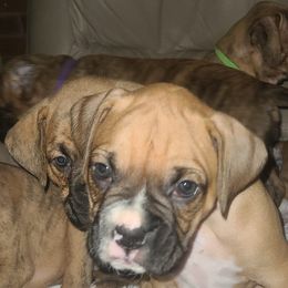 Boxers from Boxer Bliss