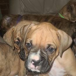 Boxers from Boxer Bliss