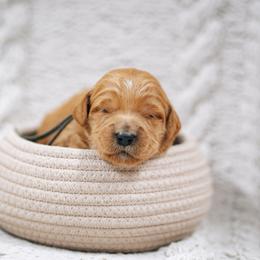 Grey collar boy - Genie - Red  male Goldendoodle puppy in Duncan, South Carolina from Abner Creek Poodles & Doodles