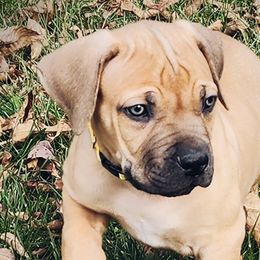 Boy 4 - Boerboel puppy in Naples, New York from Freedom Boerboels LLC