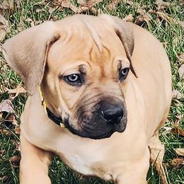 Boy 4 - Boerboel puppy in Naples, New York from Freedom Boerboels LLC