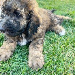 Sheepadoodle Puppies from Pretty Perfect Pups