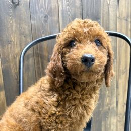 Lime green - Red male Irish Doodle puppy in Bloomfield, Iowa from Schooley Doodles